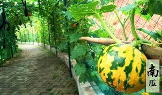 瓜洲免费吃瓜的地方,畅享夏日甜蜜时光